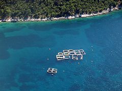 ichthiokalliergeies-P7139413.jpg
