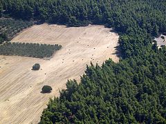 field-and-forest-P7309846.jpg